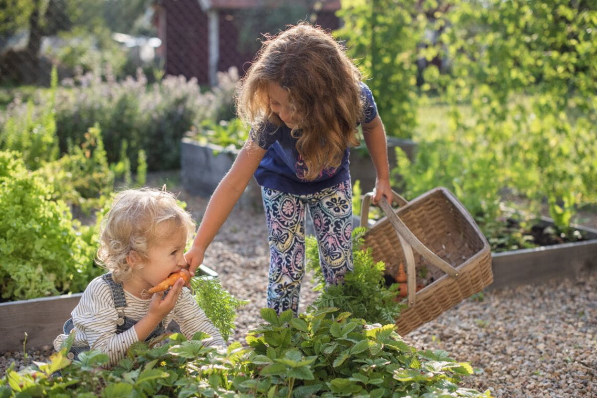 Barn som odlar sjalva i pallkrage